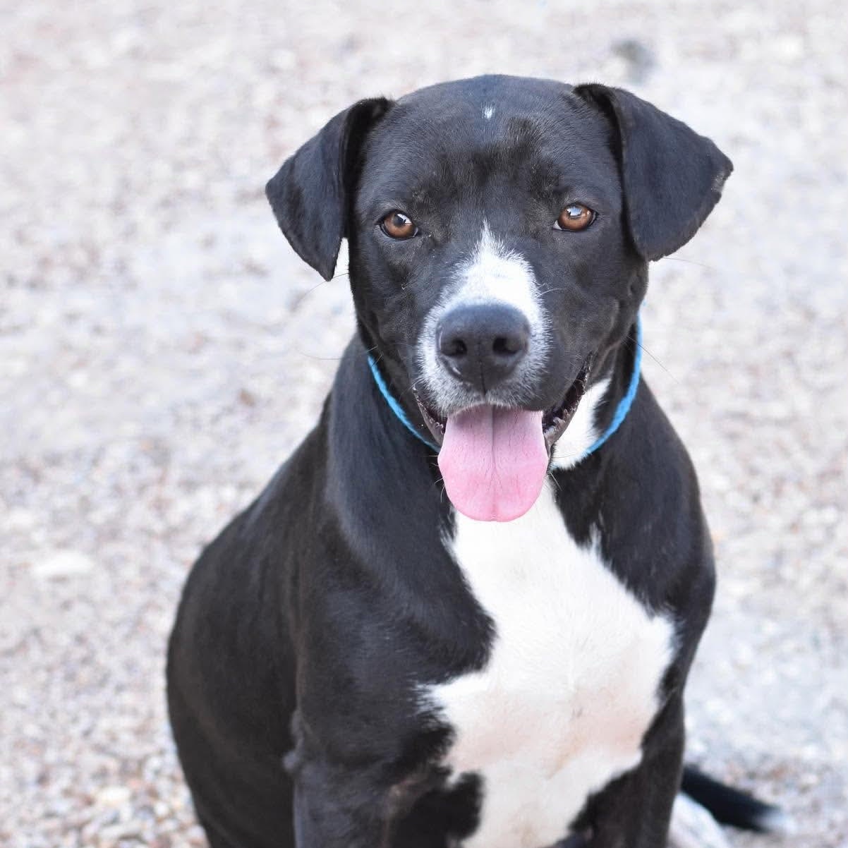 Enlarge Marley, a Adoptable mixed breed in Brentwood, NH image 4/5