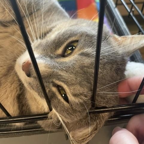 Enlarge Willow 2, a Adoptable Domestic Short Hair in Attleboro, MA image 2/4