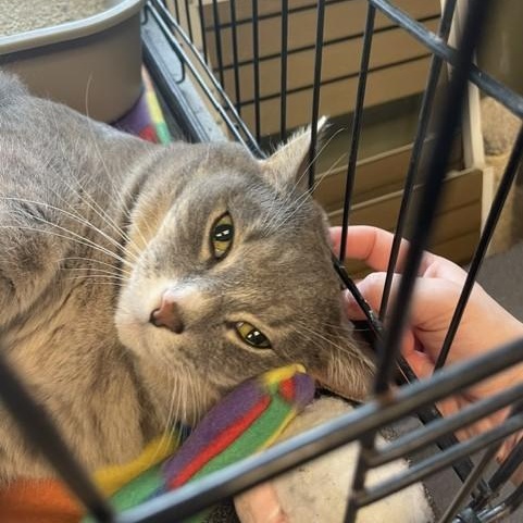 Enlarge Willow 2, a Adoptable Domestic Short Hair in Attleboro, MA image 1/4