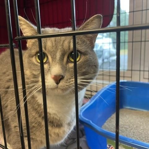 Enlarge Willow 2, a Adoptable Domestic Short Hair in Attleboro, MA image 3/4
