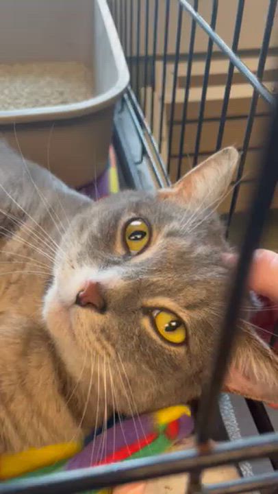 Enlarge Willow 2, a Adoptable Domestic Short Hair in Attleboro, MA video 4/4