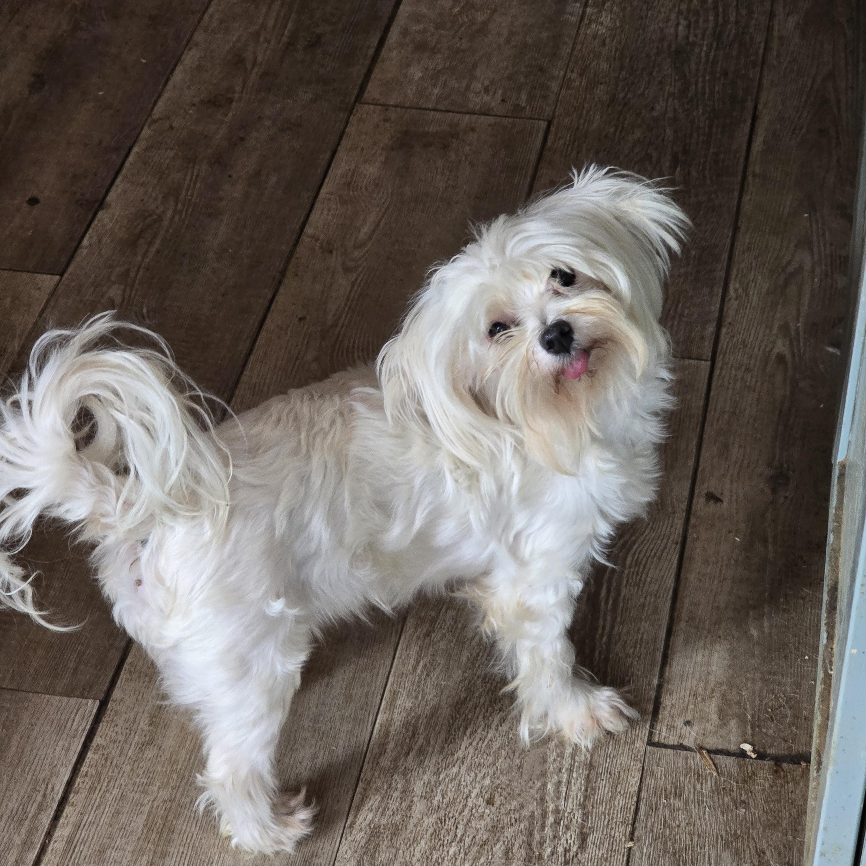 Winston, Adoptable, Senior Male Maltese.