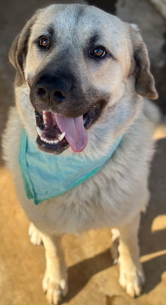 Titan 🩵, Adoptable, Young Male Anatolian Shepherd.