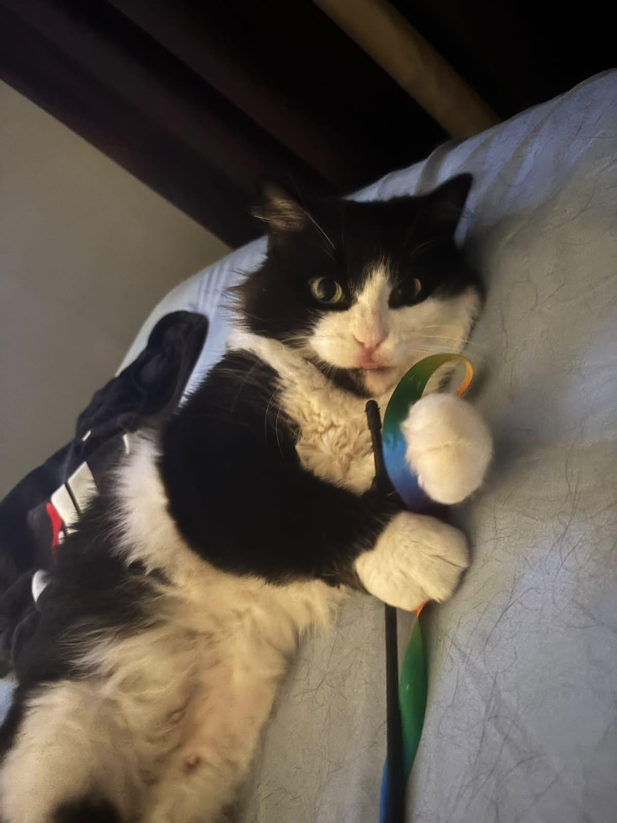 Enlarge Tuesday, a Adoptable Domestic Long Hair in Cambridge, ON image 3/5