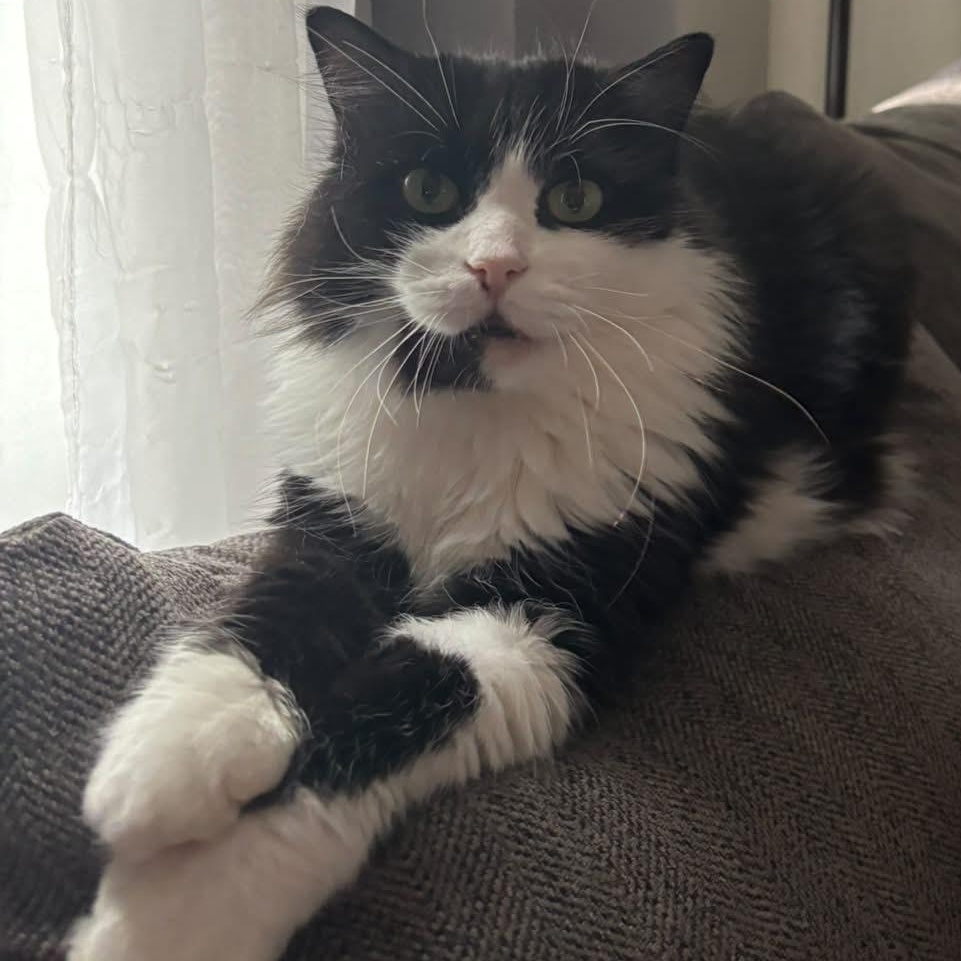 Enlarge Tuesday, a Adoptable Domestic Long Hair in Cambridge, ON image 2/5