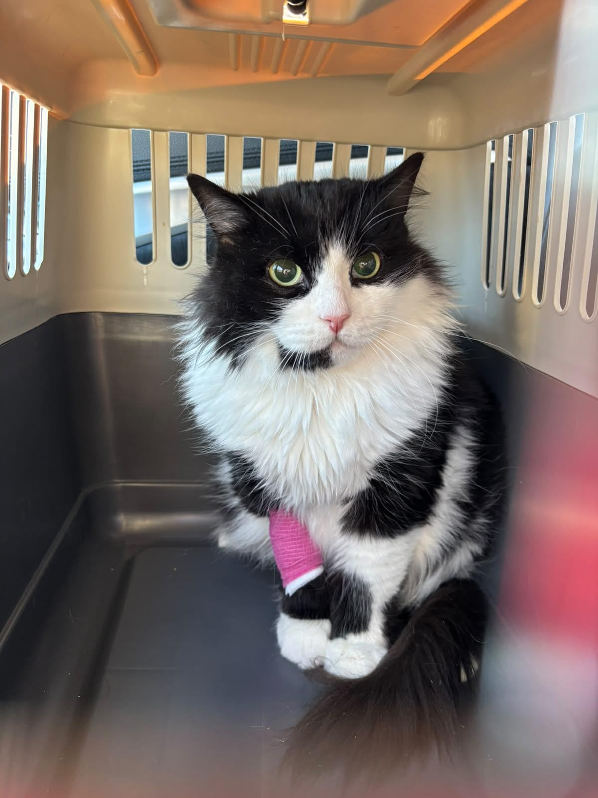 Enlarge Tuesday, a Adoptable Domestic Long Hair in Cambridge, ON image 4/5