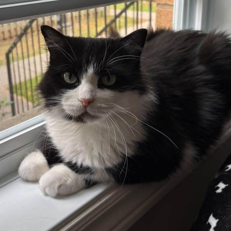 Tuesday, Adoptable, Adult Female Domestic Long Hair.
