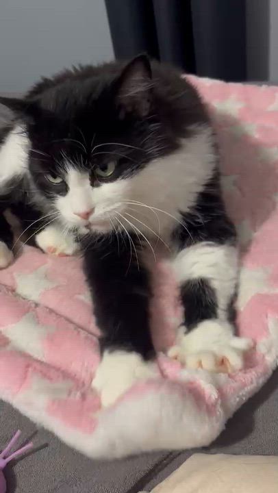 Enlarge Tuesday, a Adoptable Domestic Long Hair in Cambridge, ON video 5/5