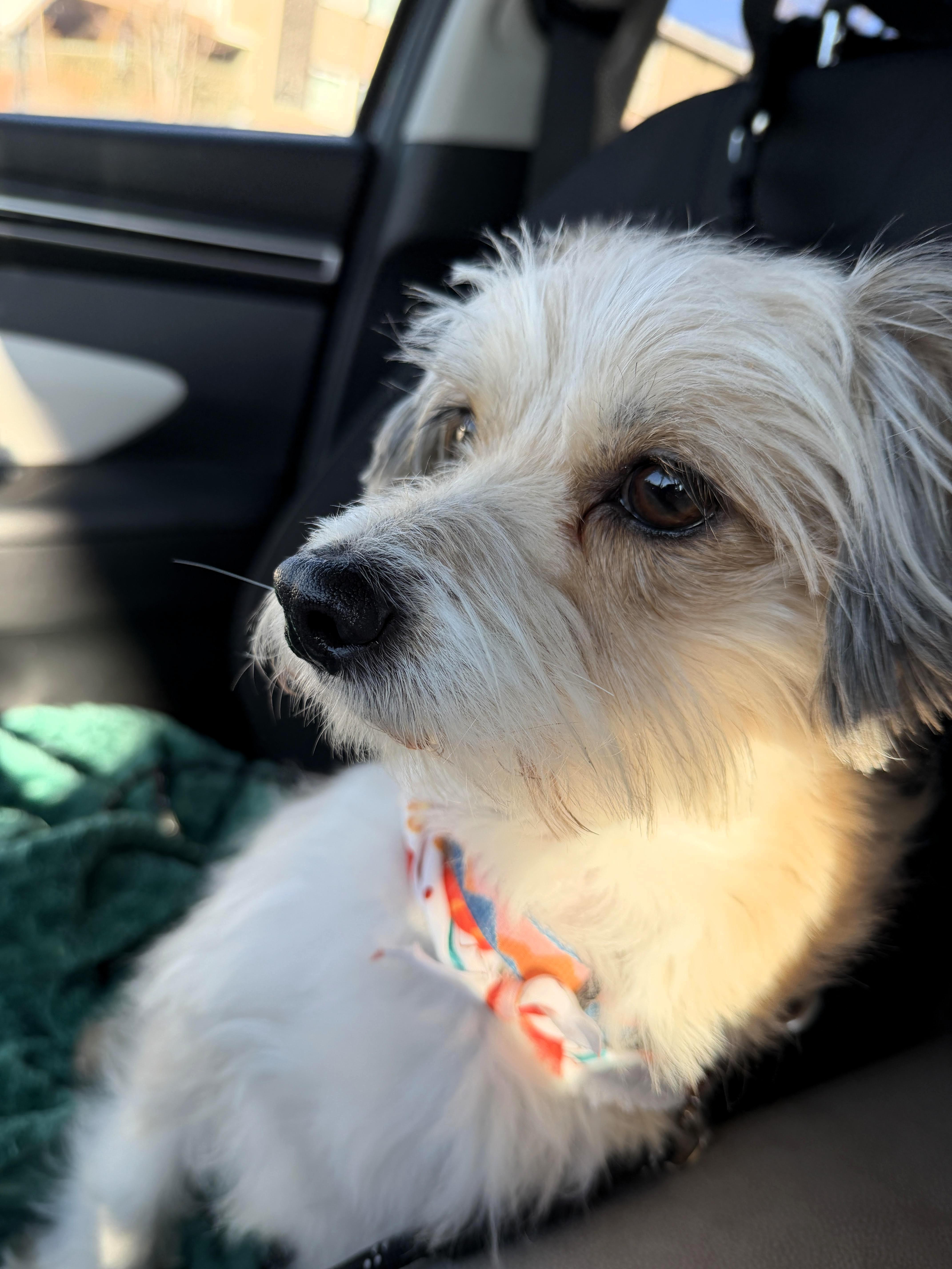 Enlarge S'more, a ADOPTABLE Terrier in Salt Lake City, UT image 3/5