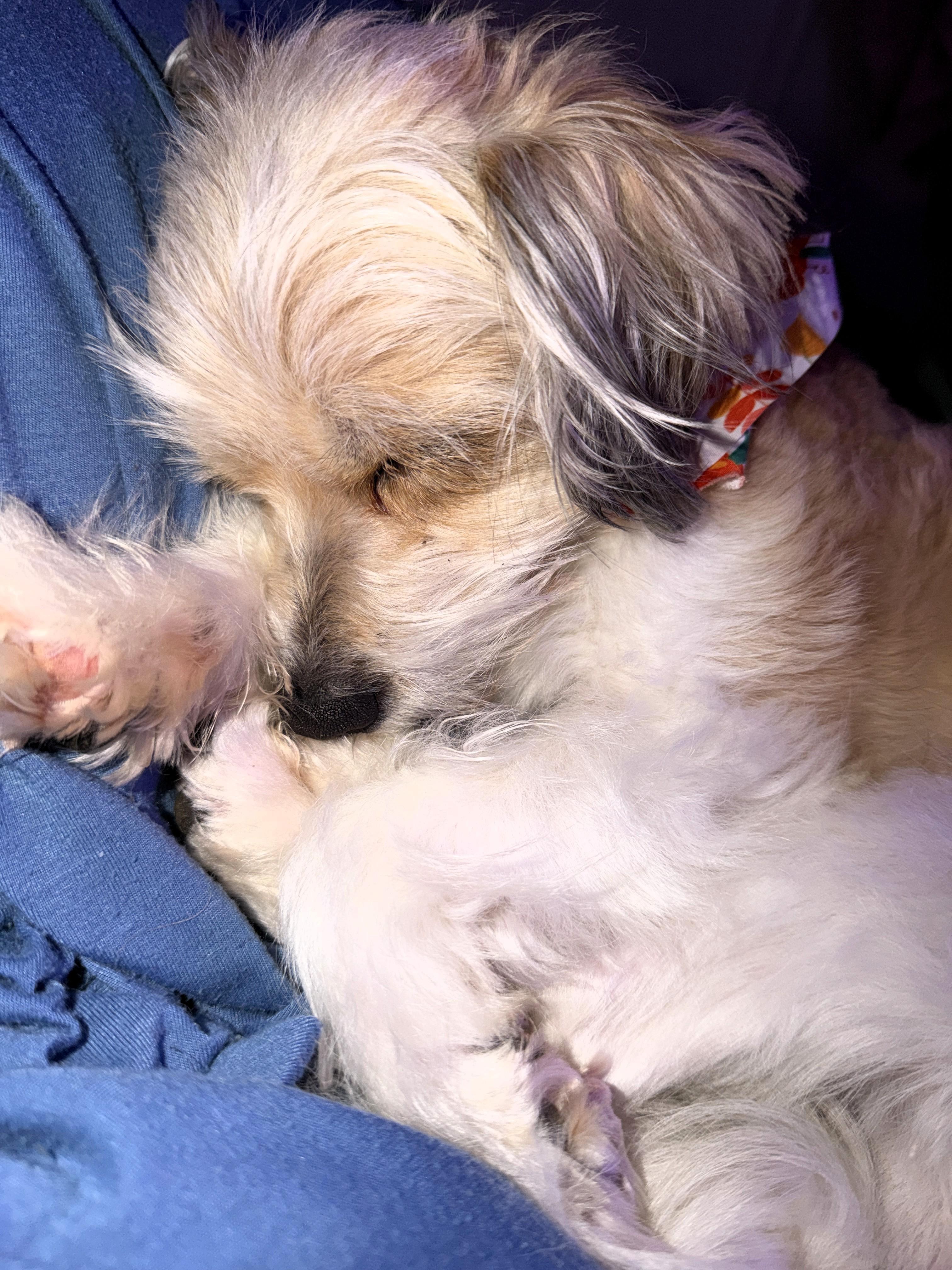 Enlarge S'more, a ADOPTABLE Terrier in Salt Lake City, UT image 2/5