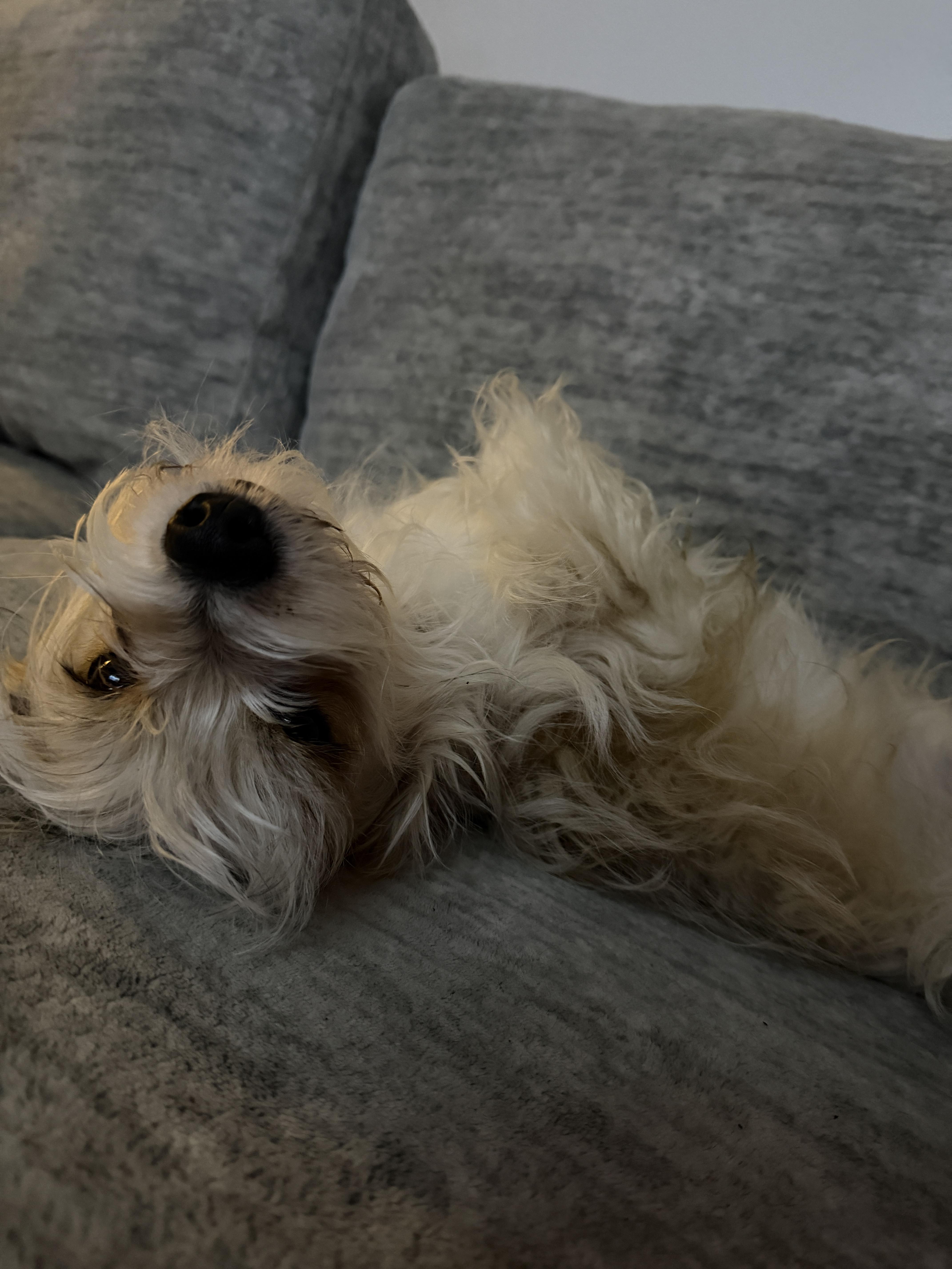 Enlarge S'more, a ADOPTABLE Terrier in Salt Lake City, UT image 5/5