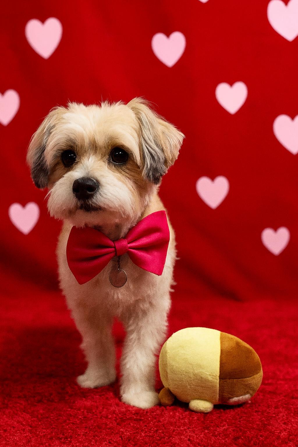 S'more, ADOPTABLE, Young Male Terrier.