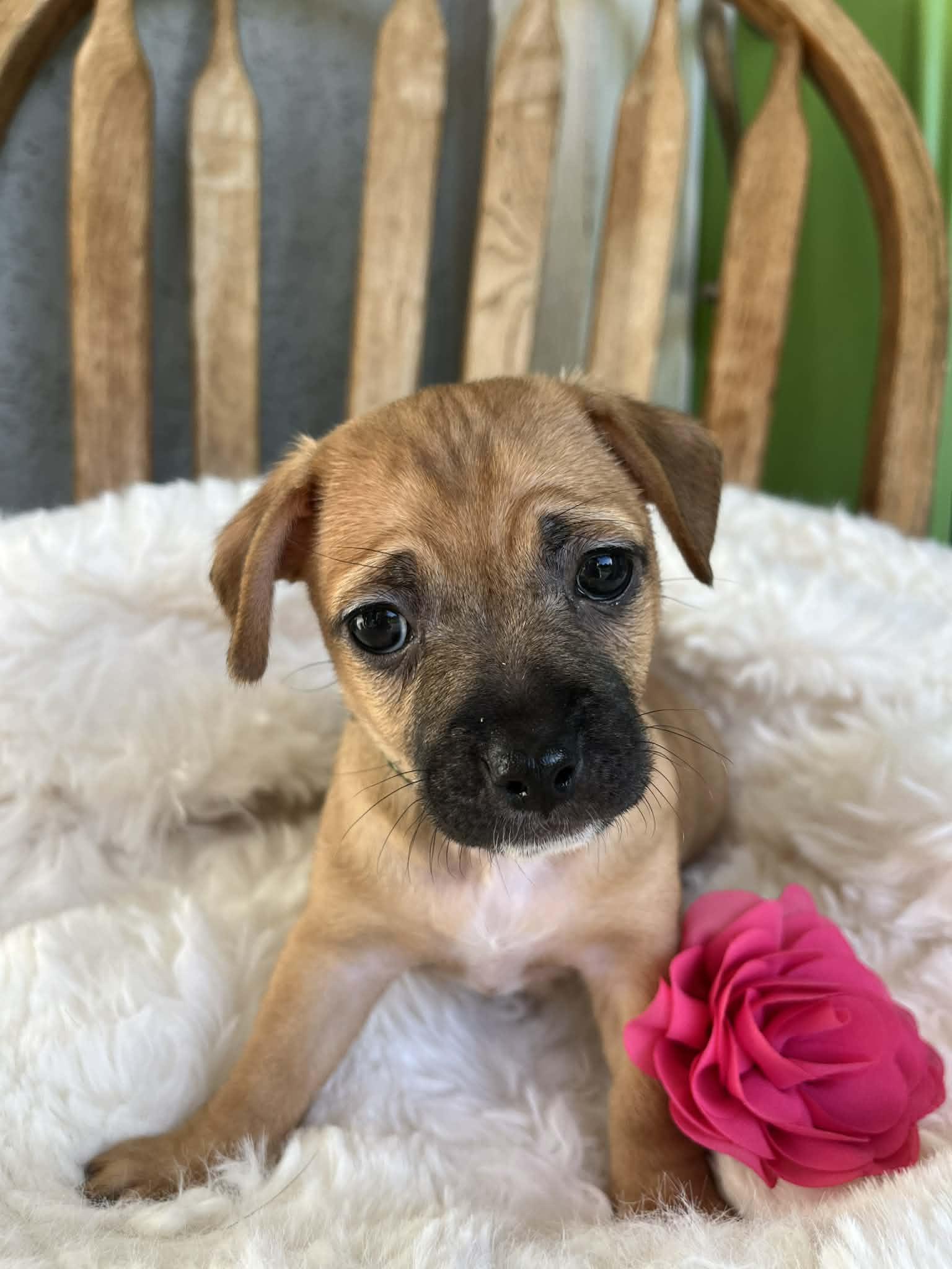 Enlarge Louisa, an adopted mixed breed in Poway, CA image 2/4