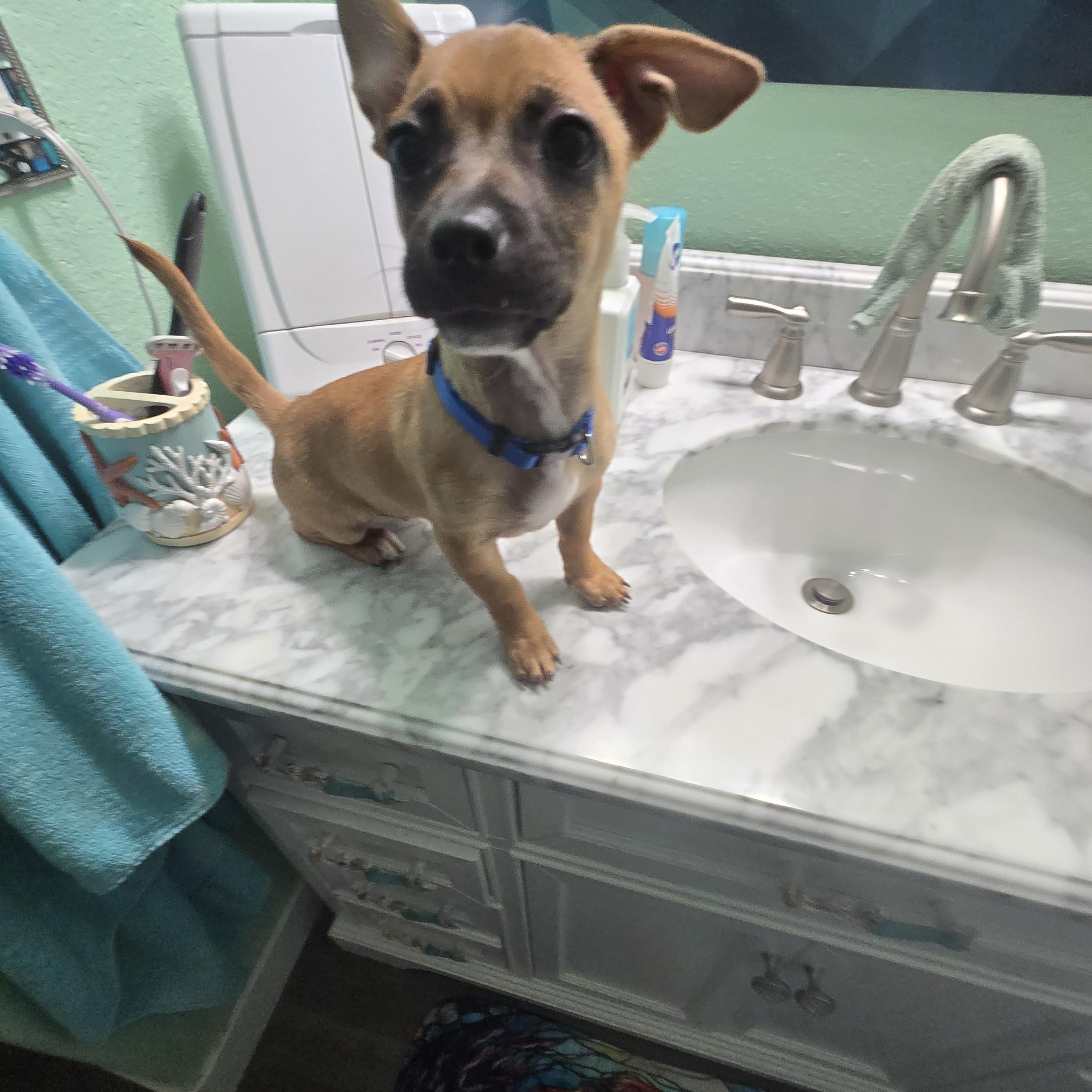 Enlarge Louisa, an adopted mixed breed in Poway, CA image 5/5