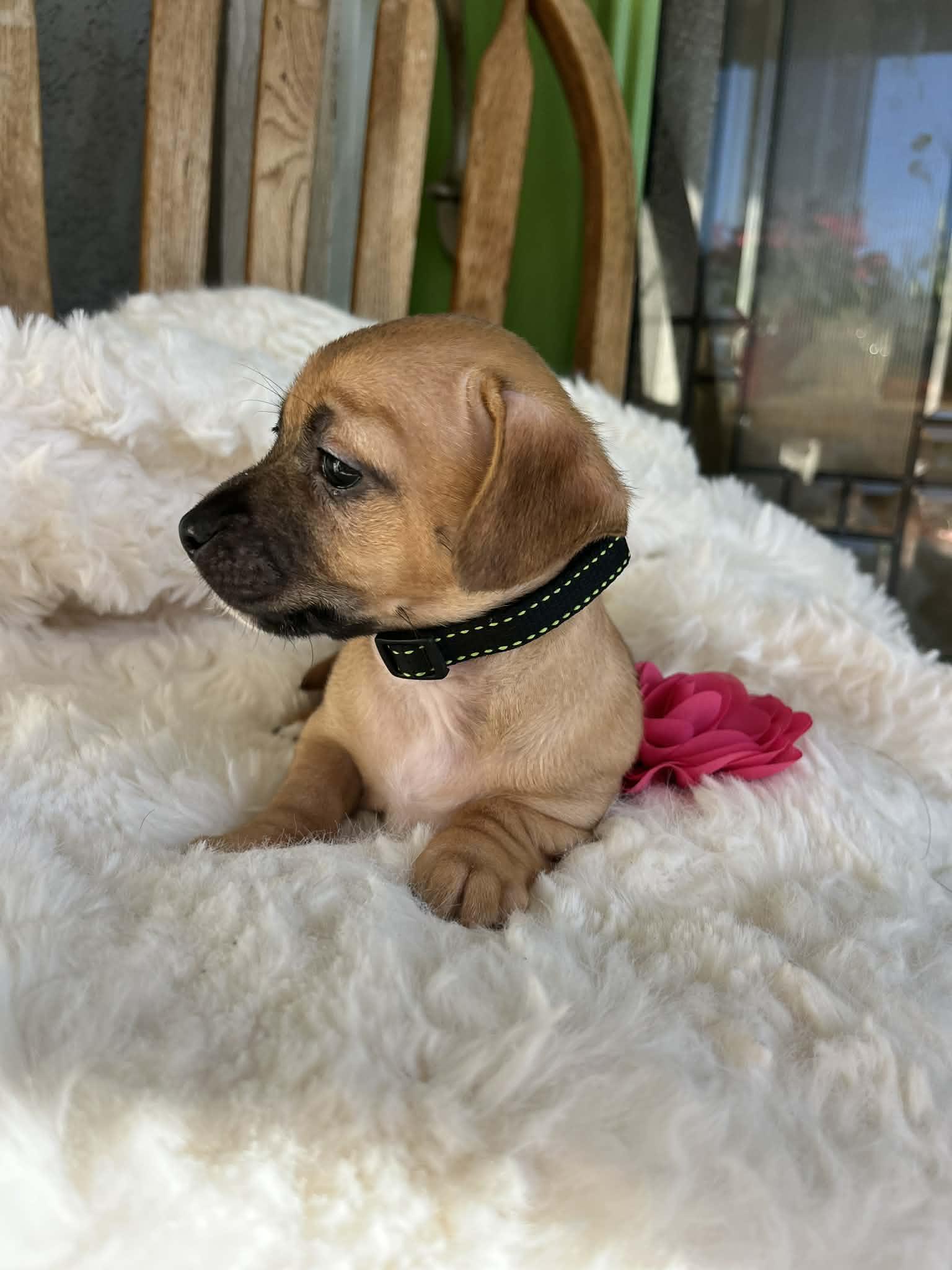 Enlarge Louisa, an adopted mixed breed in Poway, CA image 4/4