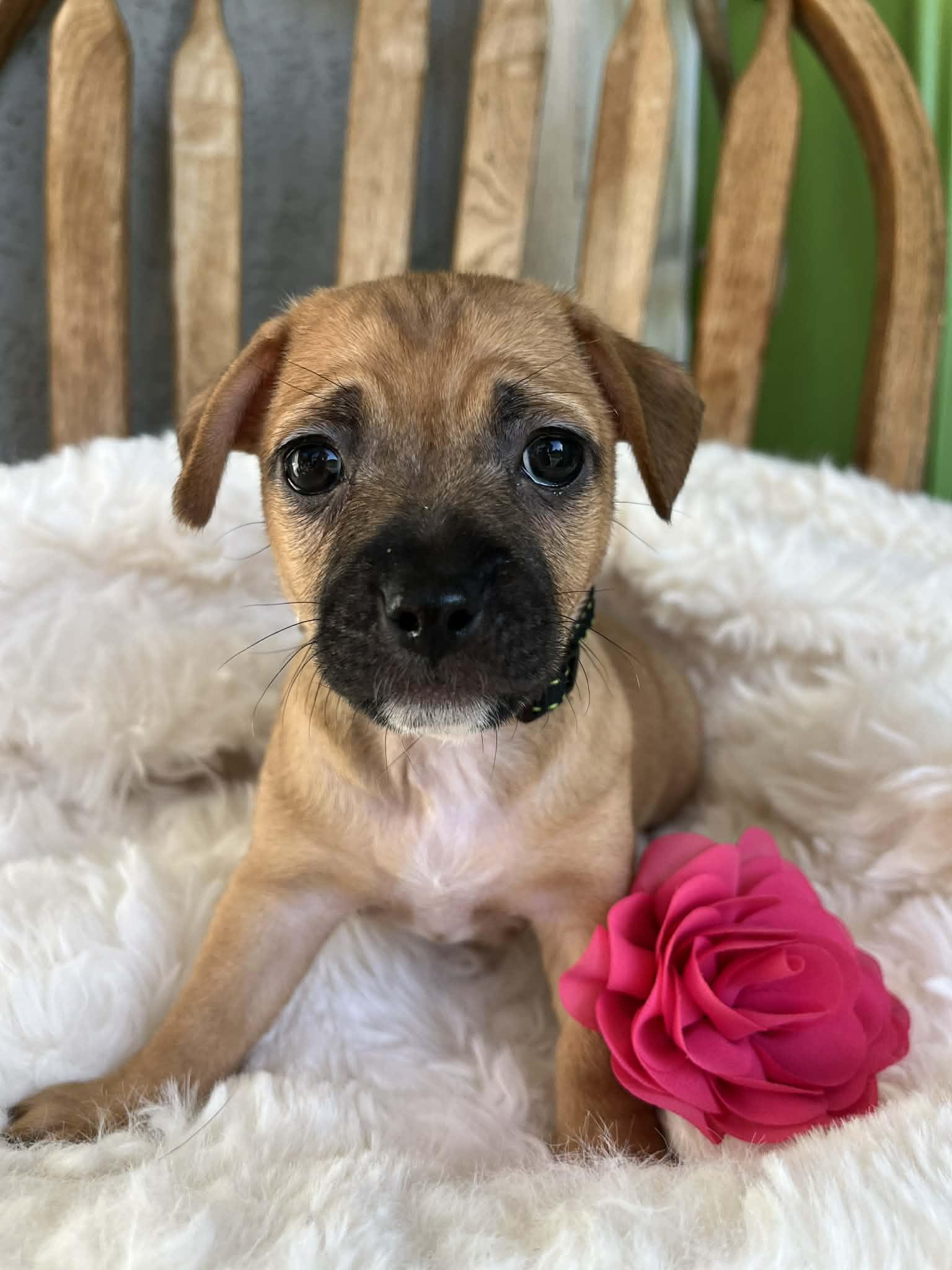 Louisa, adopted, Puppy Female Chihuahua.