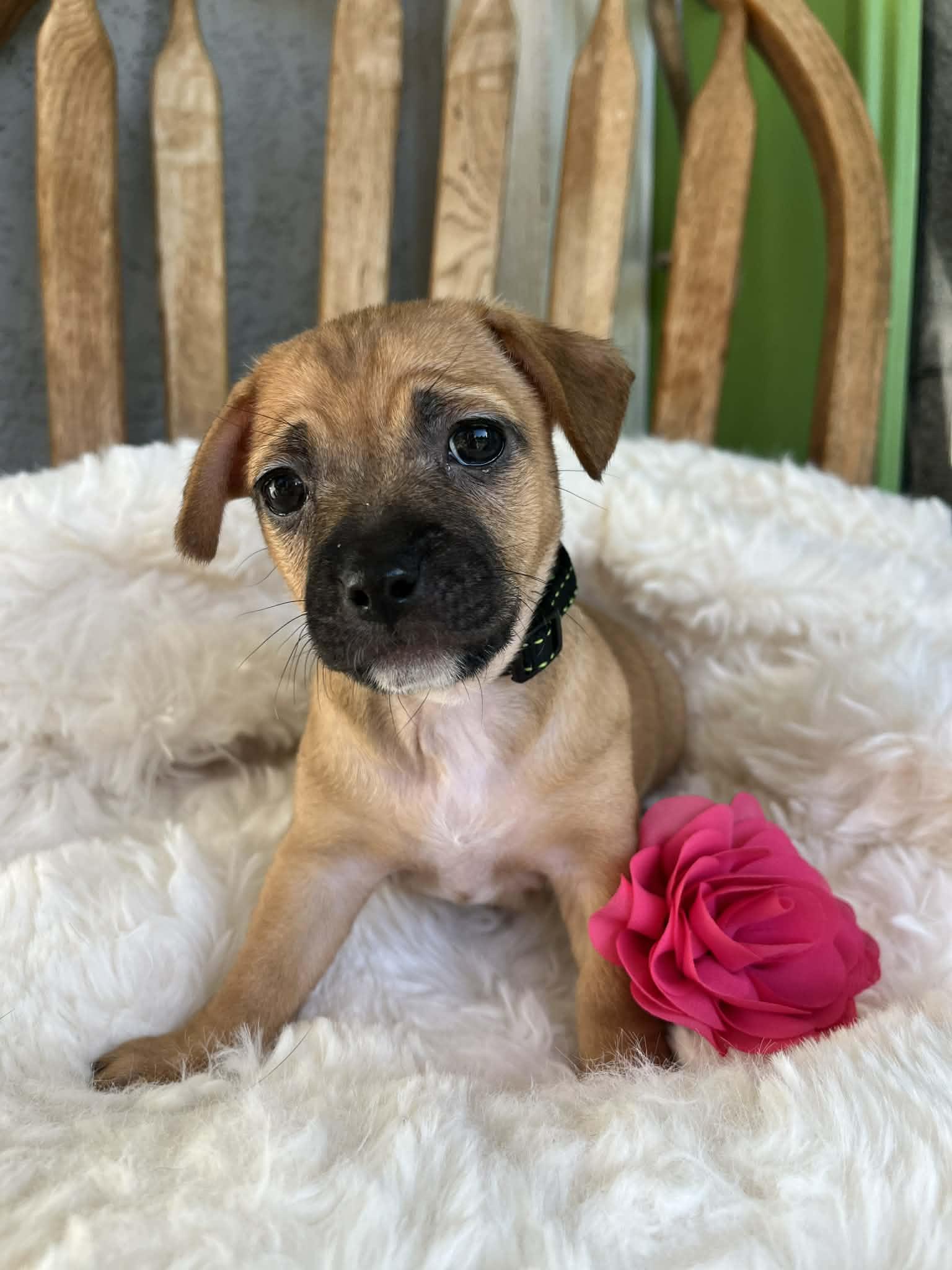 Enlarge Louisa, an adopted mixed breed in Poway, CA image 3/4