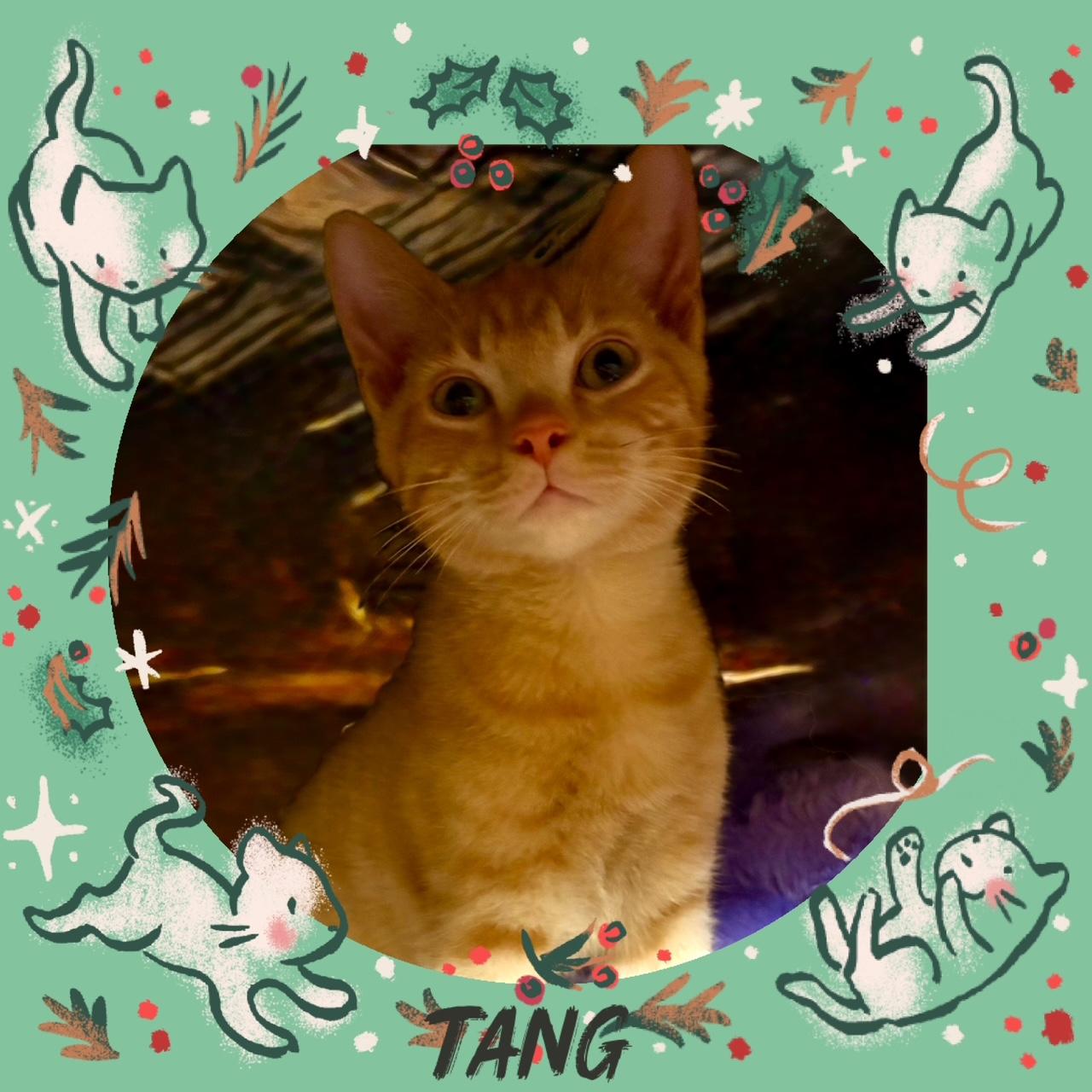 Tang