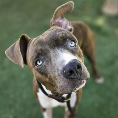 Tobias, Adoptable, Adult Male Pit Bull Terrier.