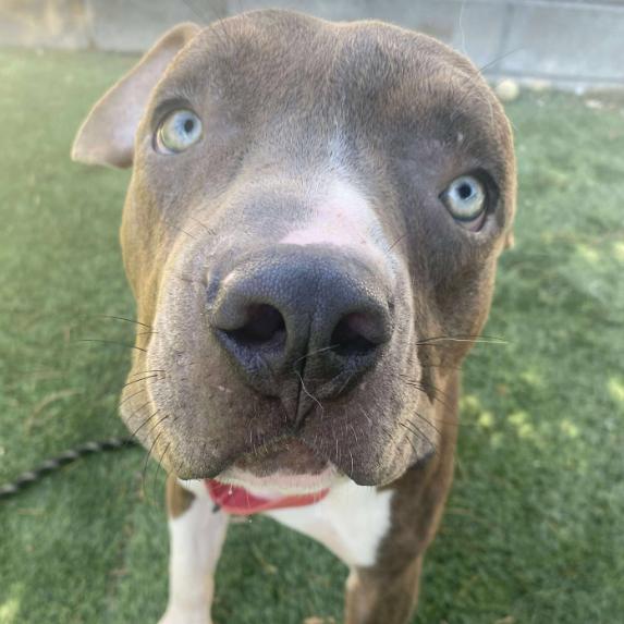 Enlarge Tobias, a Adoptable mixed breed in Fort Collins, CO image 2/6