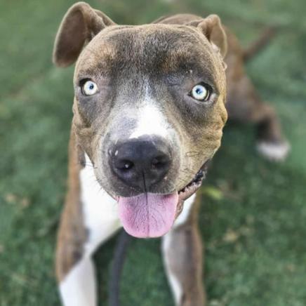 Enlarge Tobias, a Adoptable mixed breed in Fort Collins, CO image 3/6