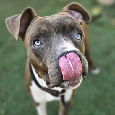 Enlarge Tobias, a Adoptable mixed breed in Fort Collins, CO image 4/6