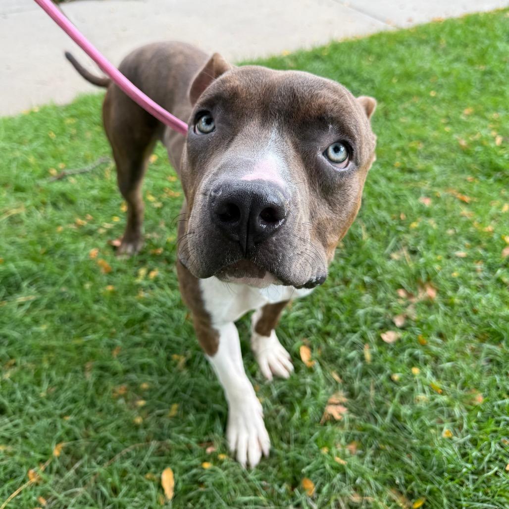 Enlarge Tobias, a Adoptable mixed breed in Fort Collins, CO image 5/6