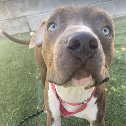 Enlarge Tobias, a Adoptable mixed breed in Fort Collins, CO image 6/6