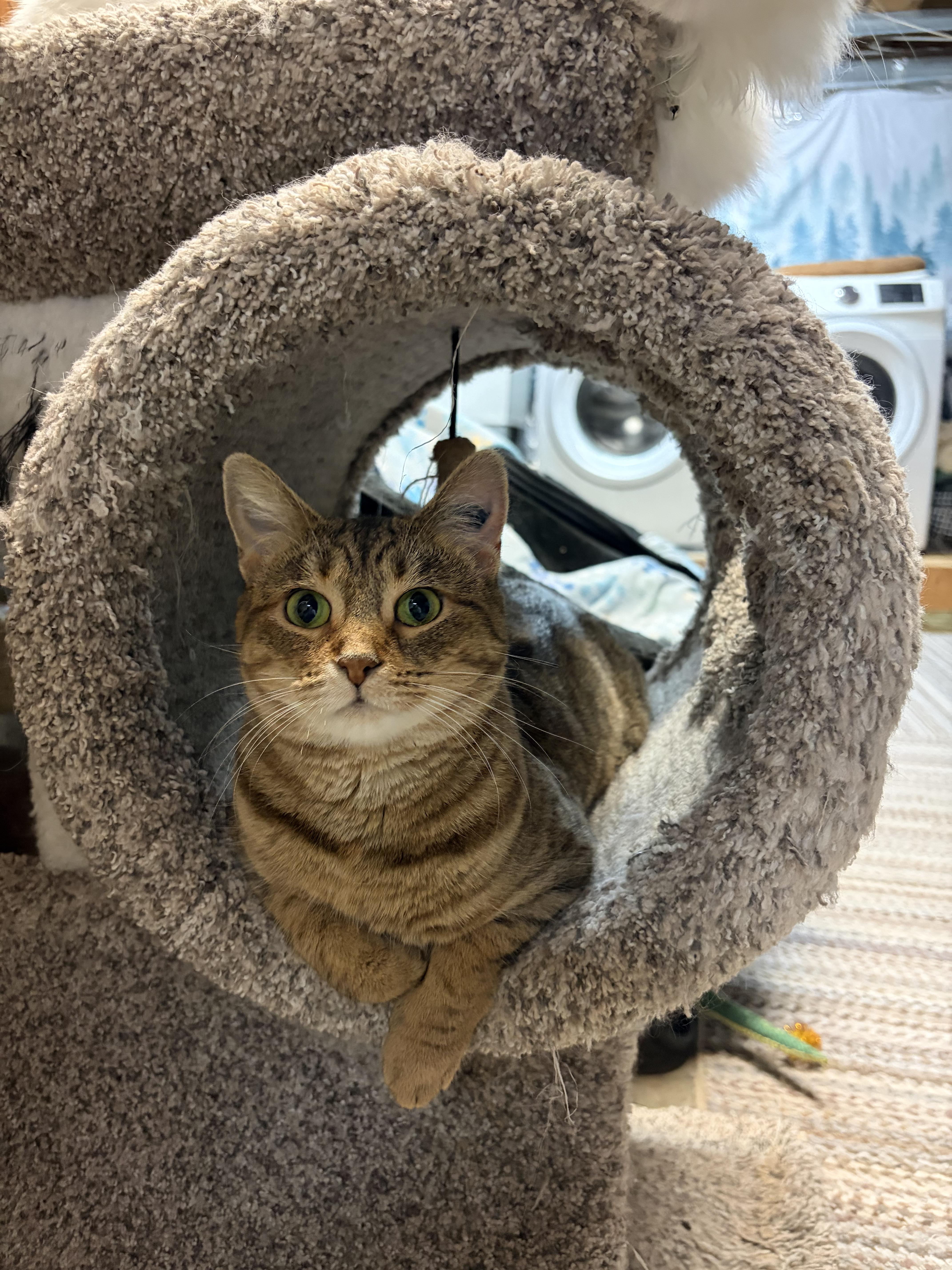 Enlarge 'PRINCESS', a ADOPTABLE mixed breed in North East, MD image 2/2