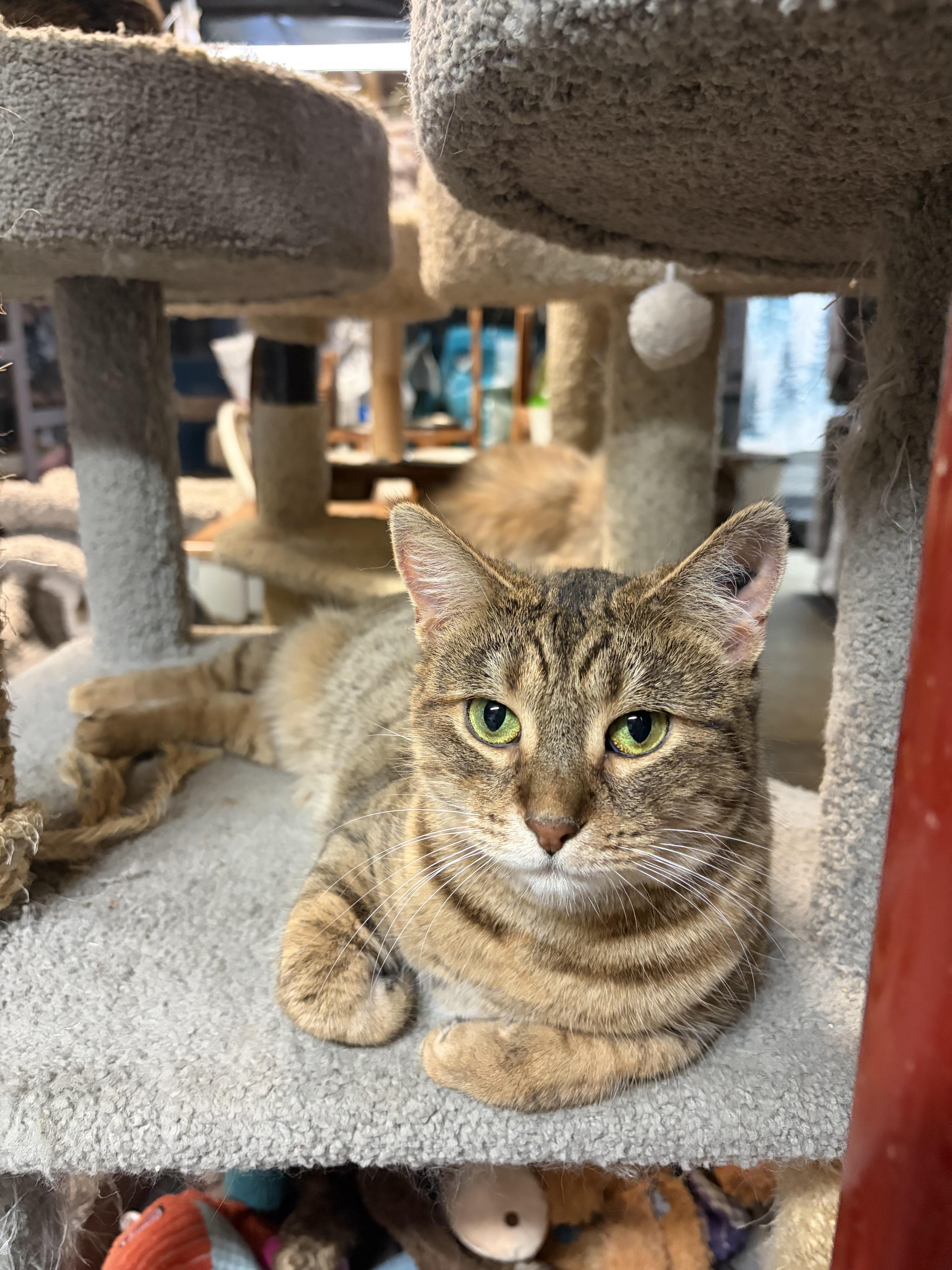 Enlarge 'PRINCESS', a ADOPTABLE mixed breed in North East, MD image 1/2