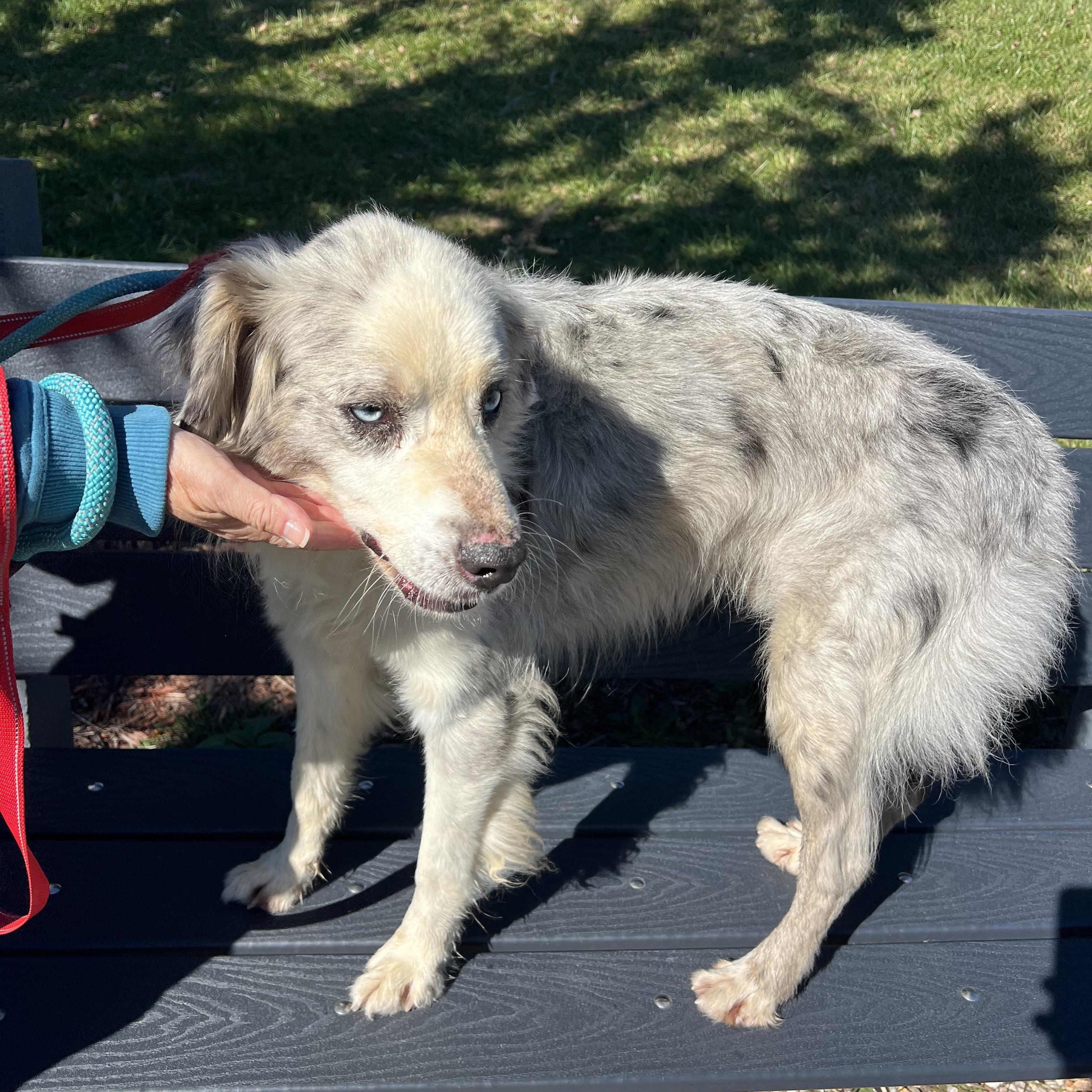 Enlarge Archie, a Adoptable Australian Shepherd in sparta, NC image 5/5