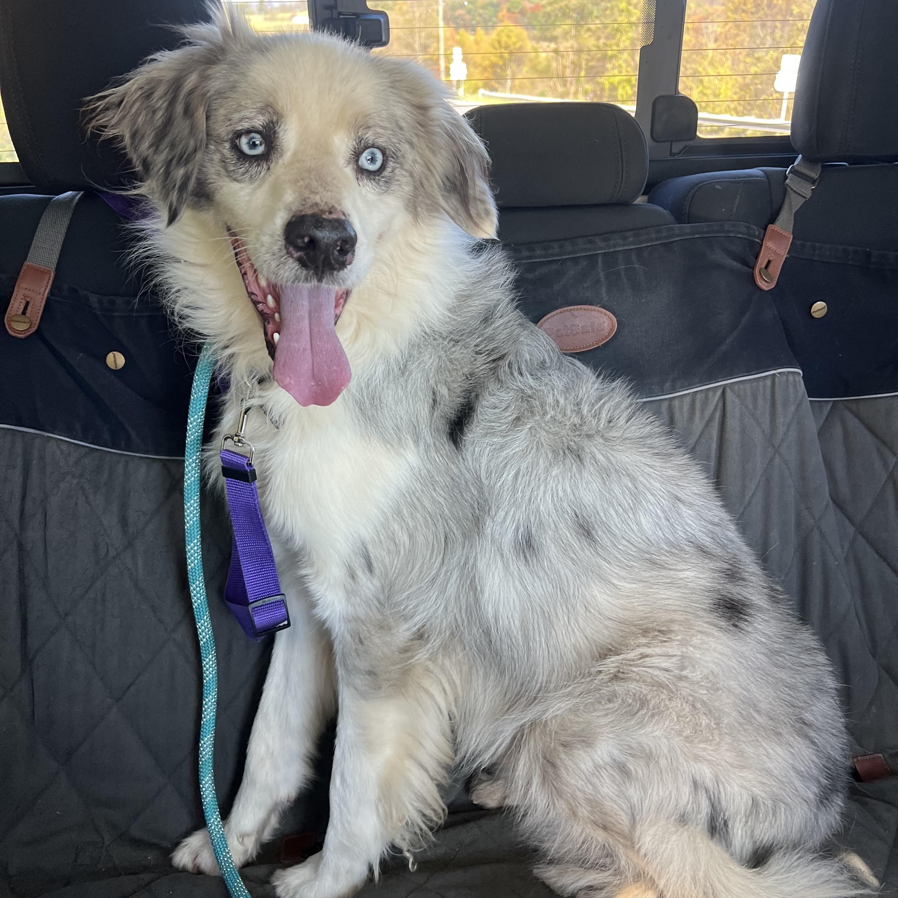 Enlarge Archie, a Adoptable Australian Shepherd in sparta, NC image 4/5