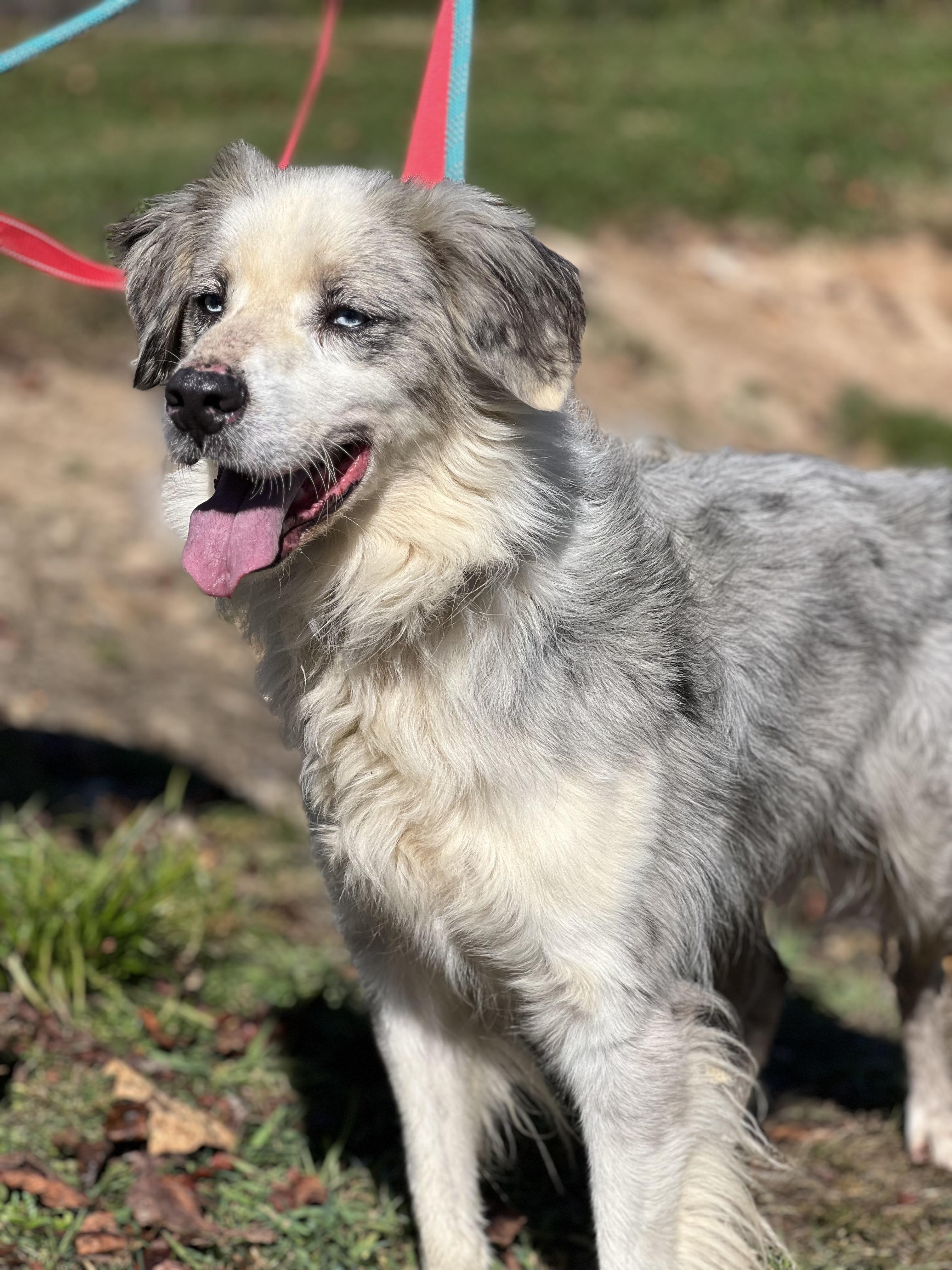 Enlarge Archie, a Adoptable Australian Shepherd in sparta, NC image 1/5