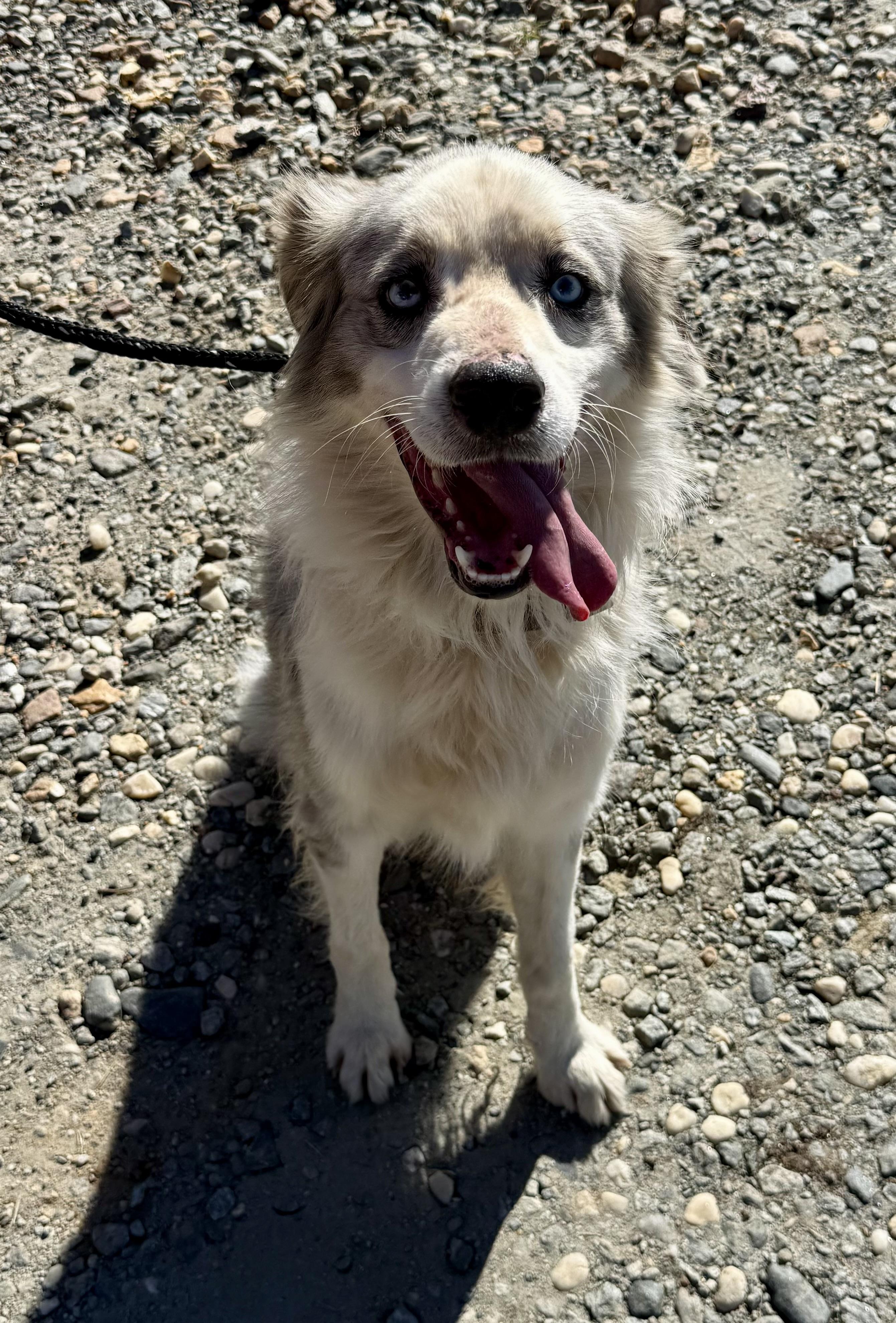 Enlarge Archie, a Adoptable Australian Shepherd in sparta, NC image 2/5