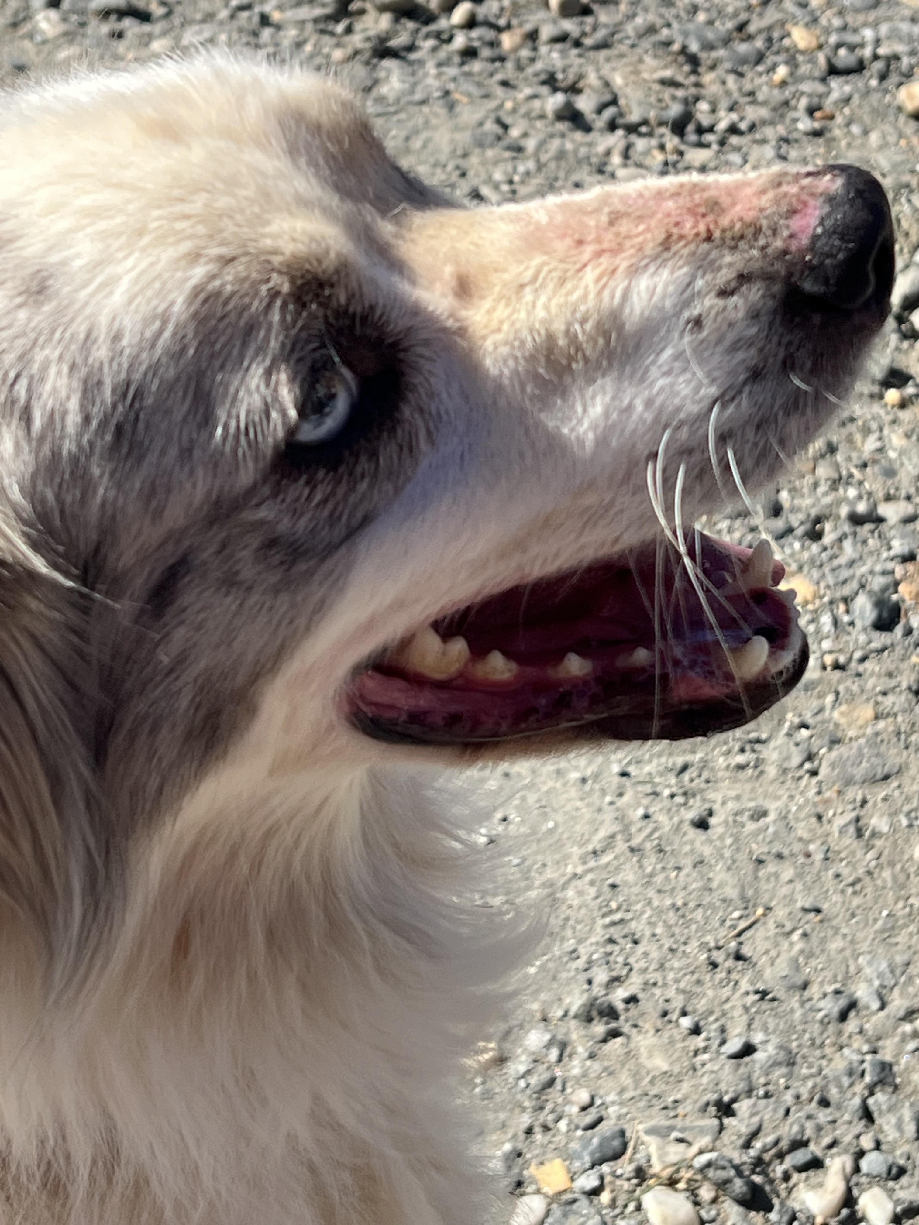 Enlarge Archie, a Adoptable Australian Shepherd in sparta, NC image 3/5