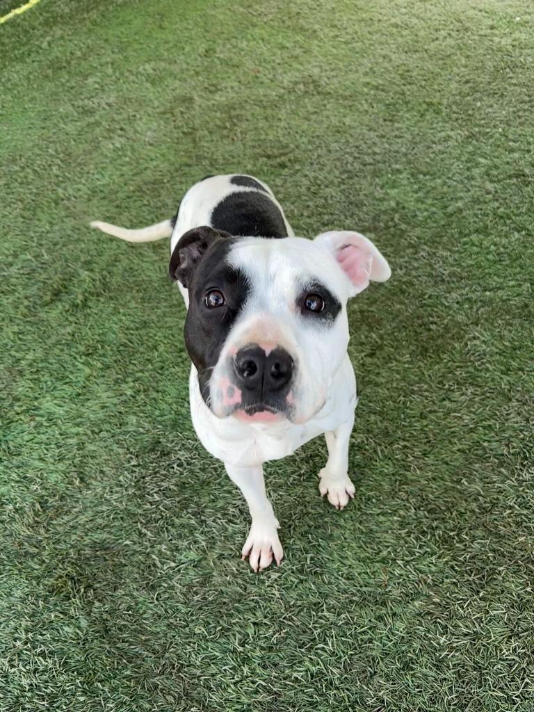 Enlarge Almond, a Adoptable mixed breed in Newman, CA image 1/5