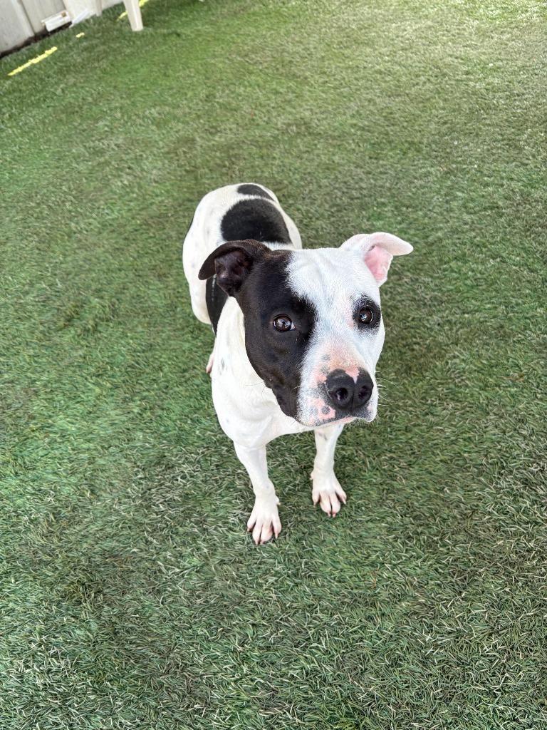 Enlarge Almond, a Adoptable mixed breed in Newman, CA image 2/5