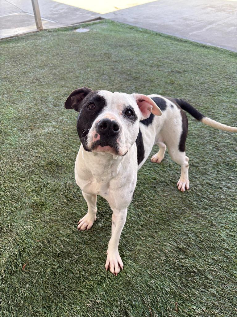 Enlarge Almond, a Adoptable mixed breed in Newman, CA image 3/5