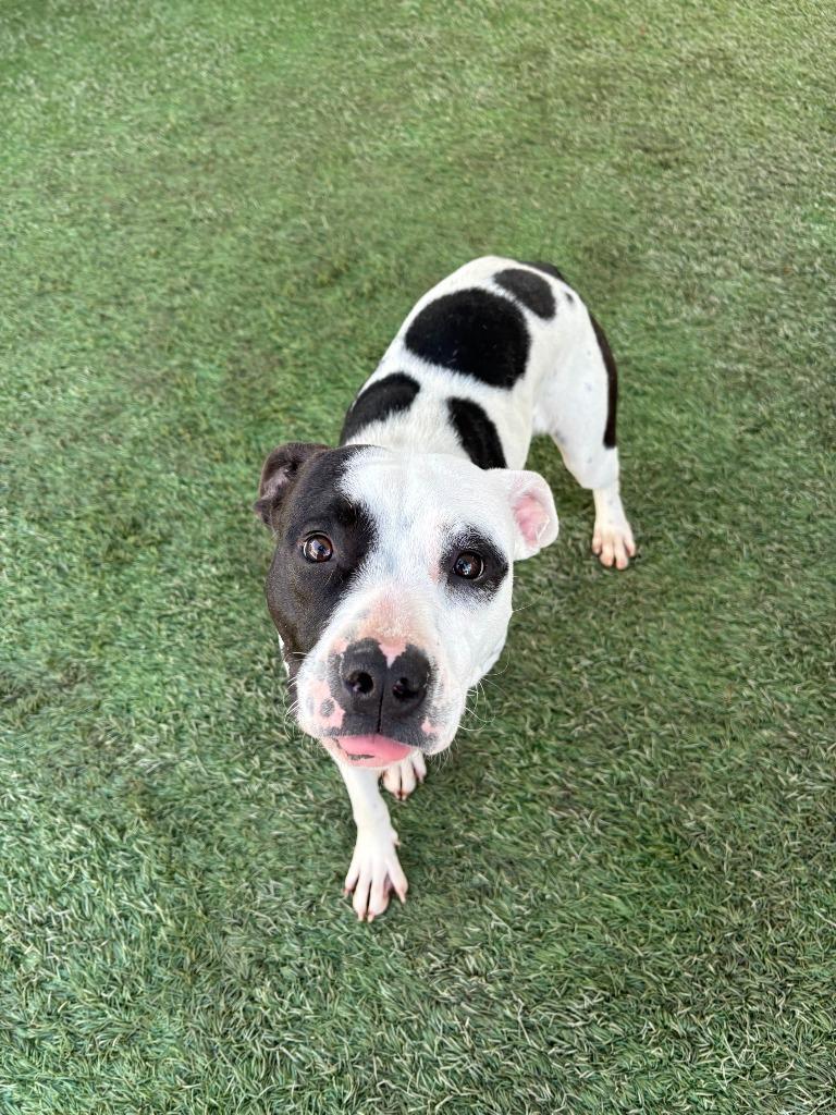 Enlarge Almond, a Adoptable mixed breed in Newman, CA image 4/5