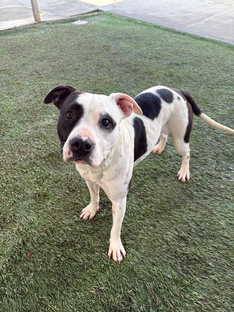 Enlarge Almond, a Adoptable mixed breed in Newman, CA image 5/5