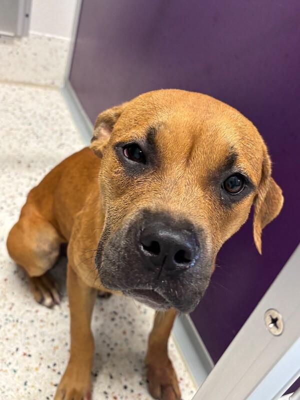 Honey, Adoptable, Adult Female Pit Bull Terrier.