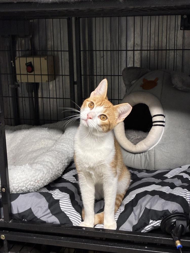 Curious Copper, a Adopted Tabby in Randolph, MA image 1/3