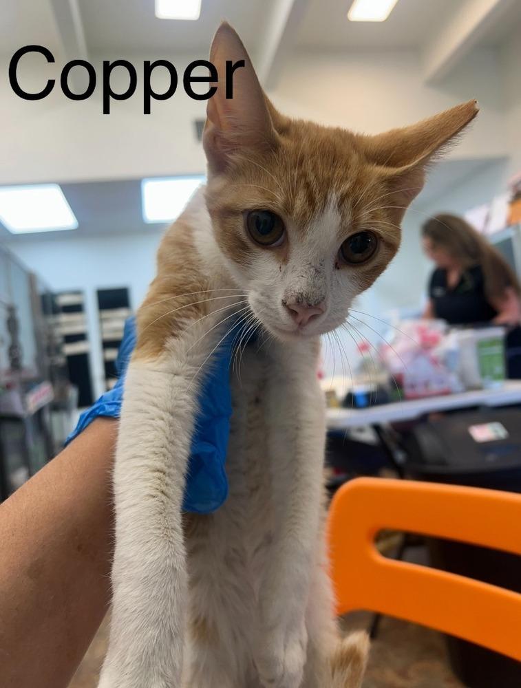 Curious Copper, a Adopted Tabby in Randolph, MA image 2/3