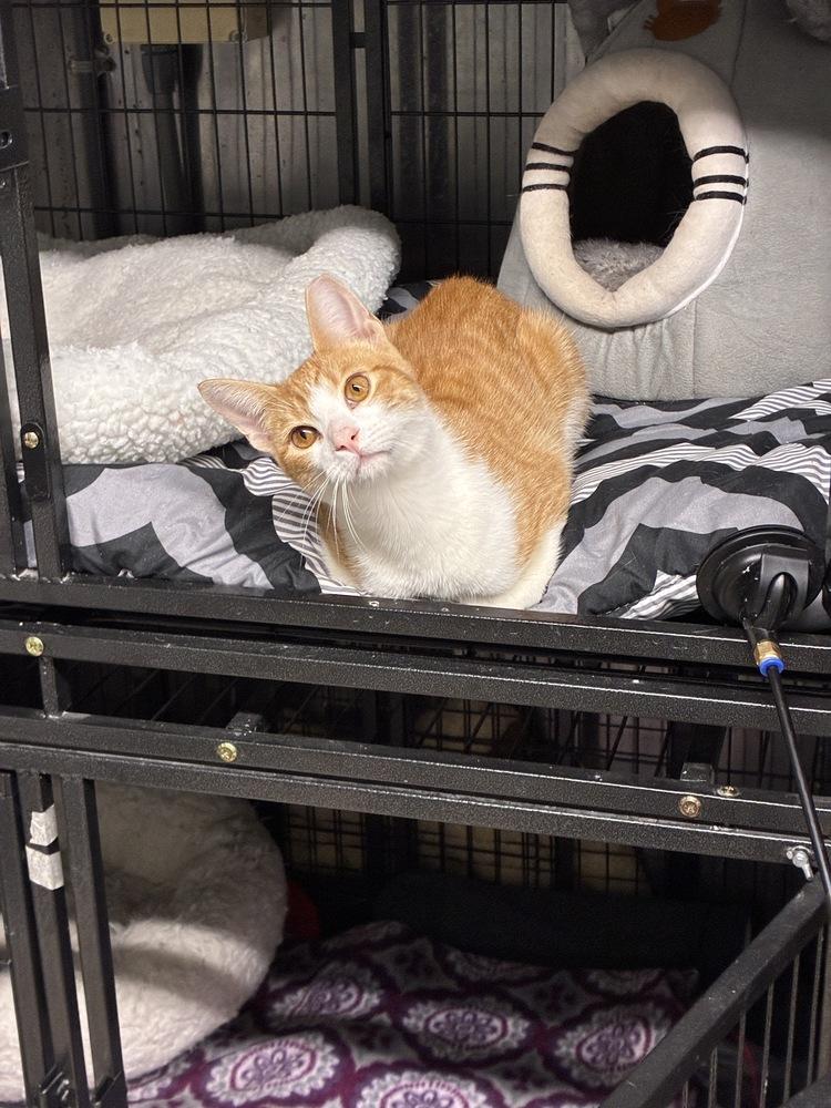 Curious Copper, a Adopted Tabby in Randolph, MA image 3/3