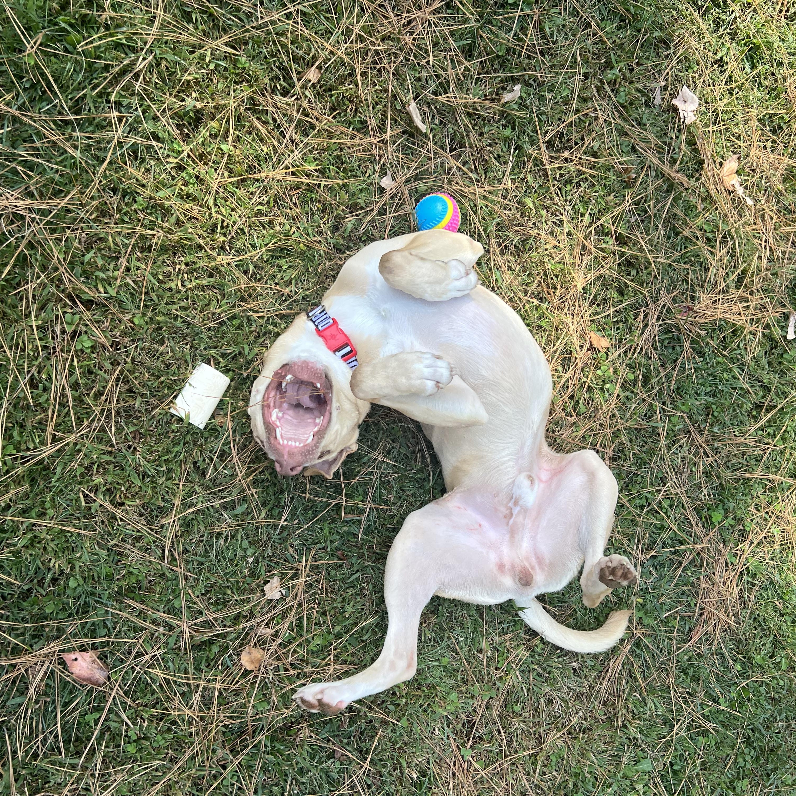 Enlarge Arlo, an adoptable mixed breed in Marietta, GA image 5/6