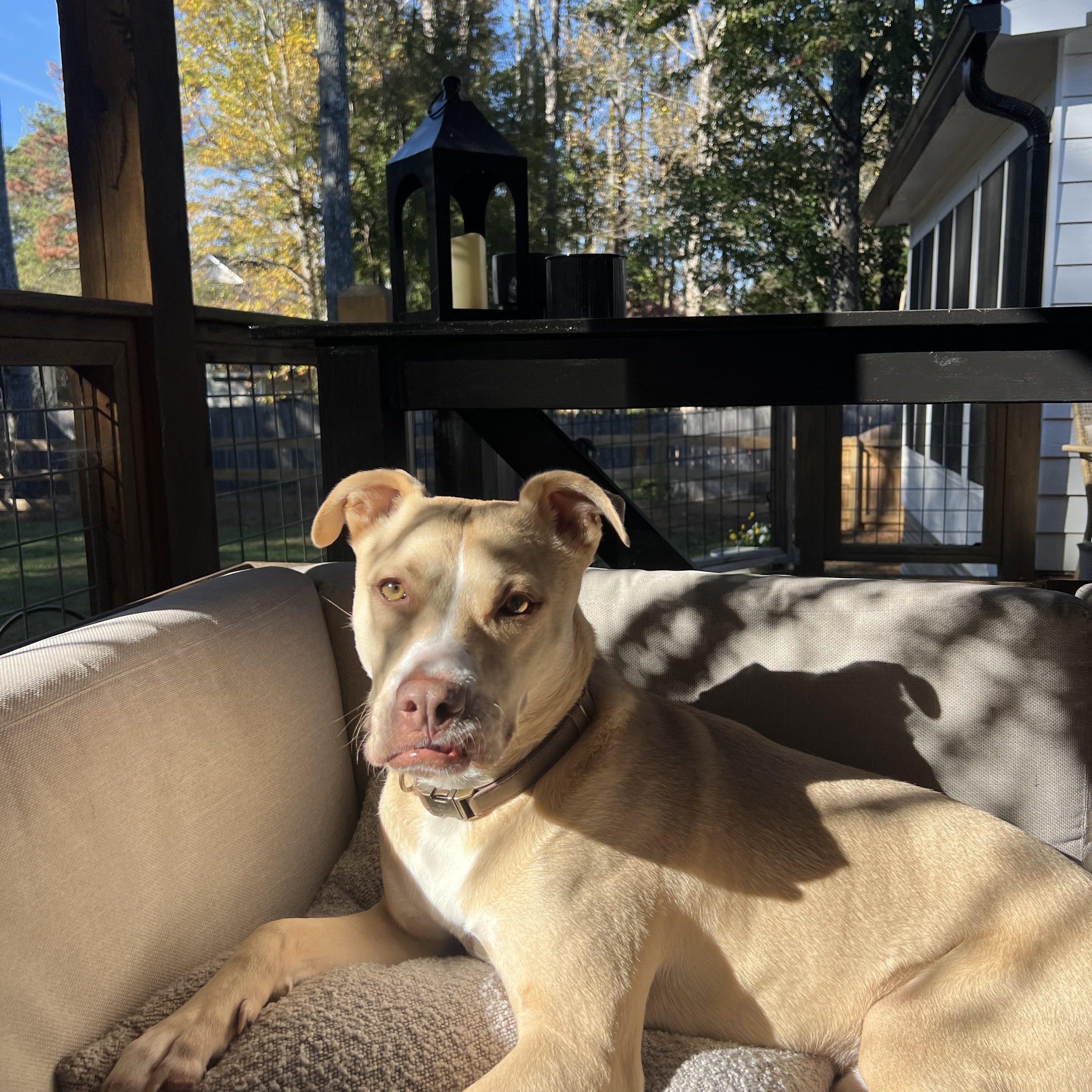 Enlarge Arlo, an adoptable mixed breed in Marietta, GA image 3/6