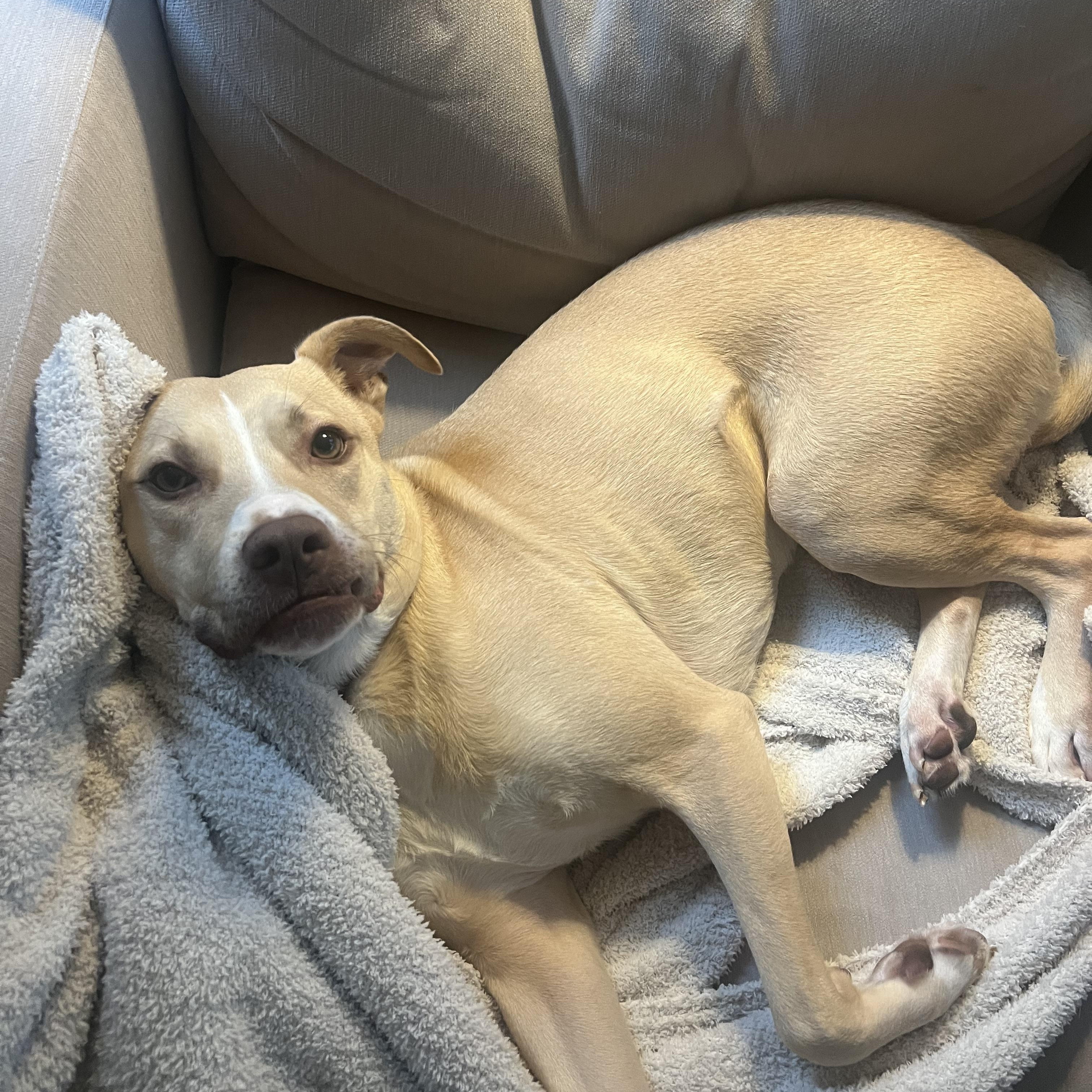 Enlarge Arlo, an adoptable mixed breed in Marietta, GA image 1/6