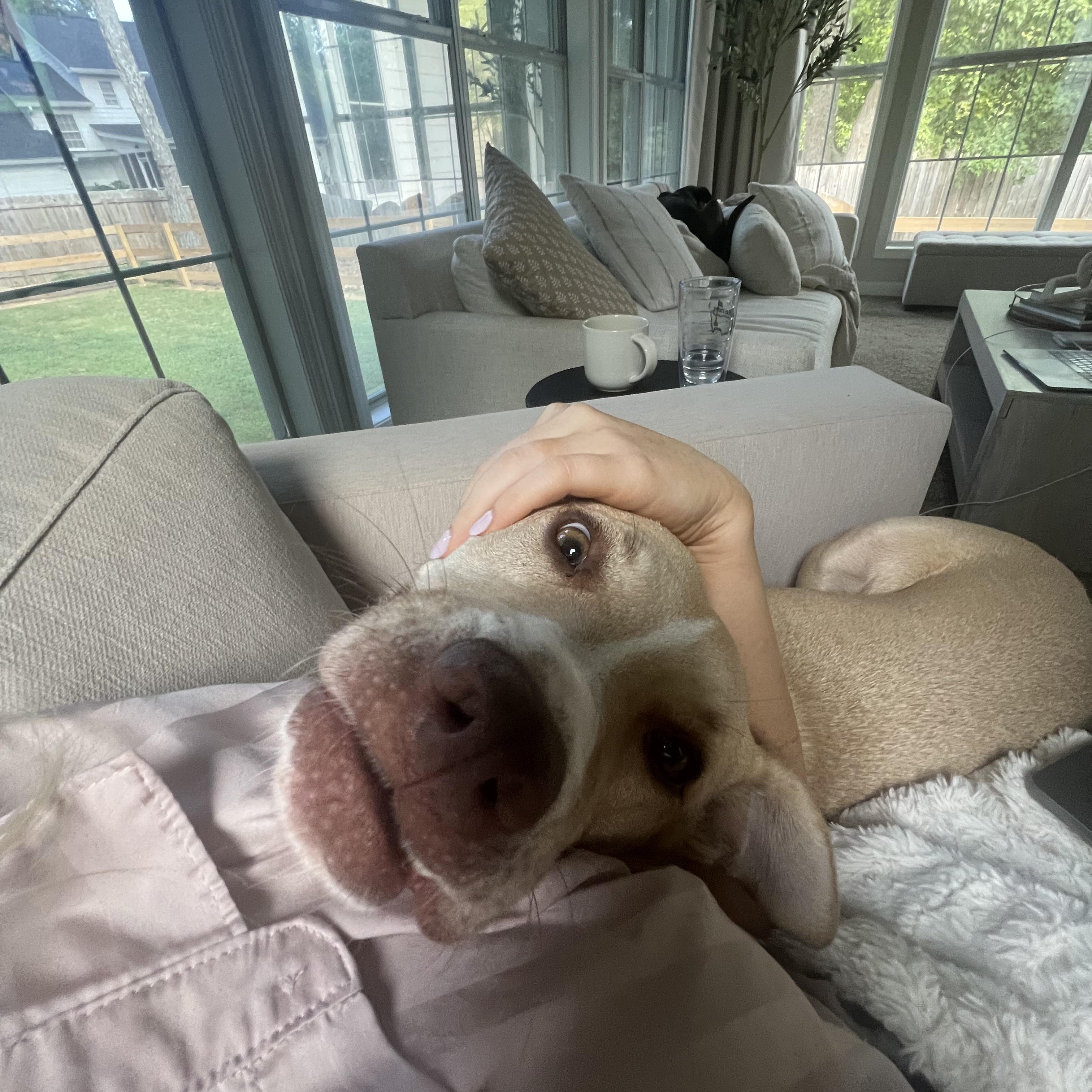 Enlarge Arlo, an adoptable mixed breed in Marietta, GA image 6/6