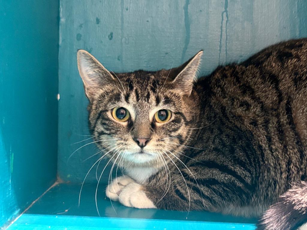 Marchella, Adoptable, Young Female Tabby.