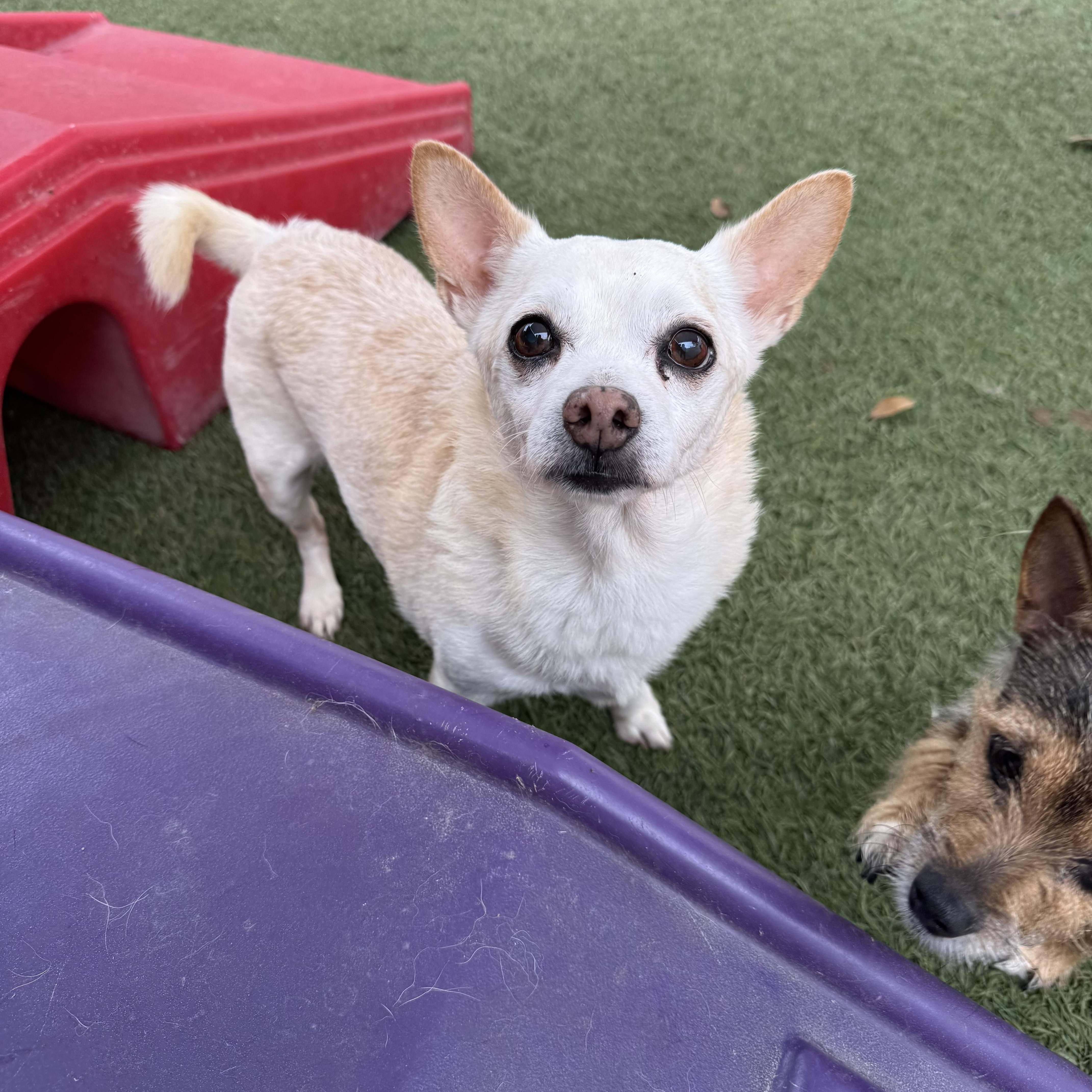 Rambo, a ADOPTABLE mixed breed in Baton Rouge, LA image 2/3